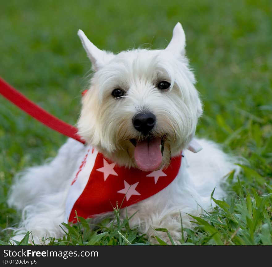 Pure white West Hishland white Terrier with singapore national flag