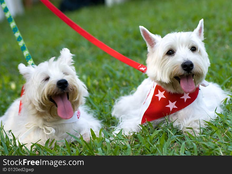 Portrait of West Hishland white Terrier  in natural setting