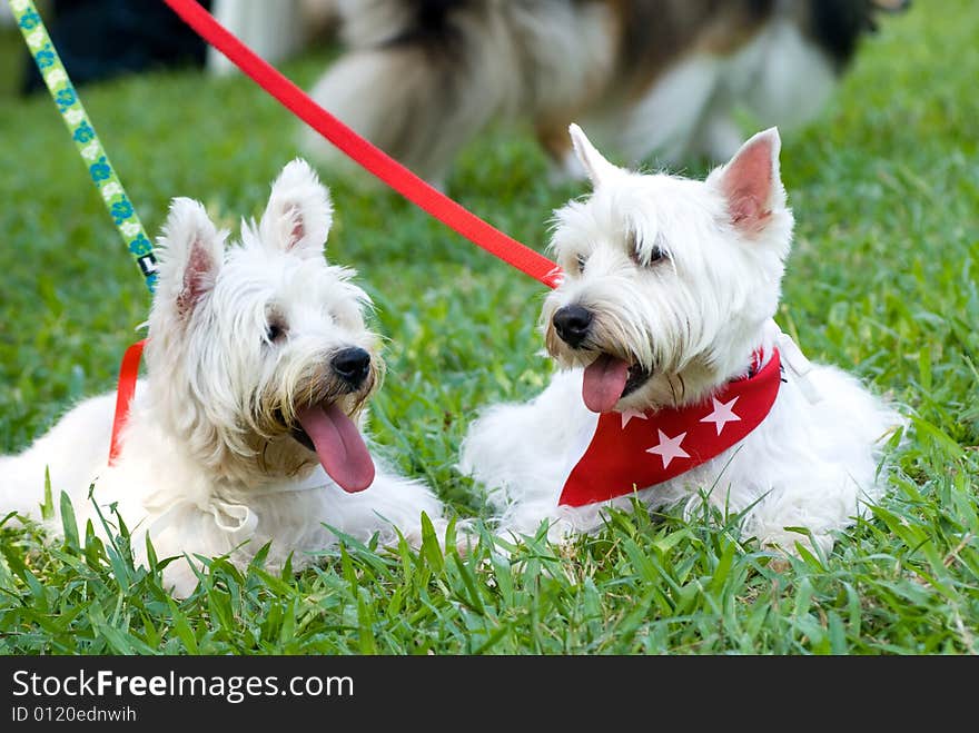 Portrait of West Hishland white Terrier  in natural setting