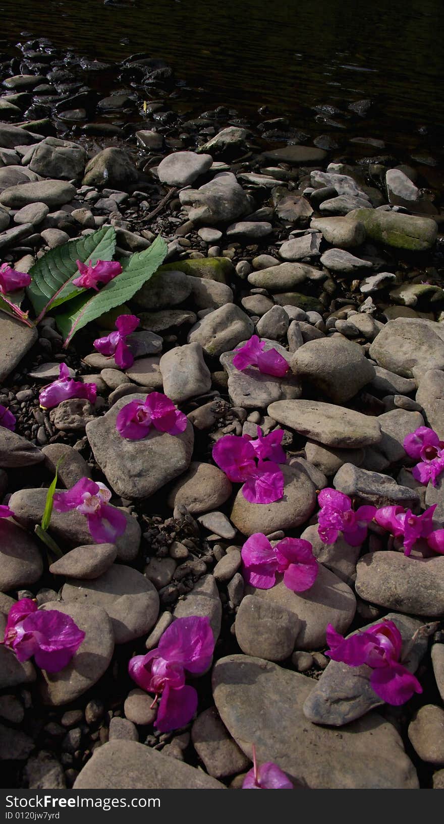 Two blossoms on pebbles in a river. Two blossoms on pebbles in a river