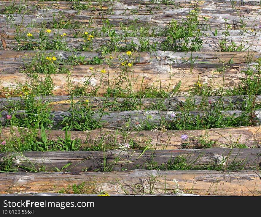 Logs on the field with green grass