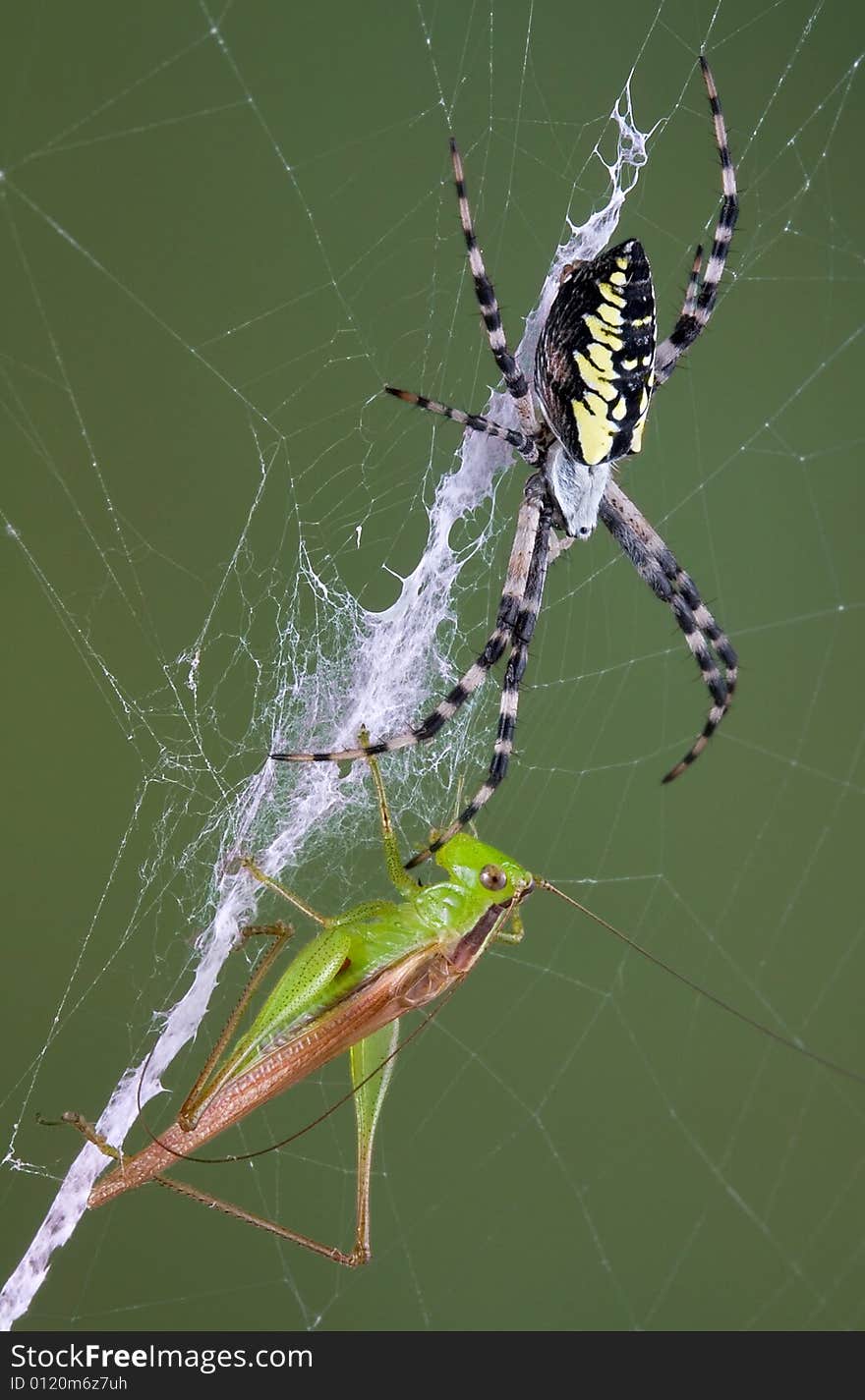 Argiope spider with hopper