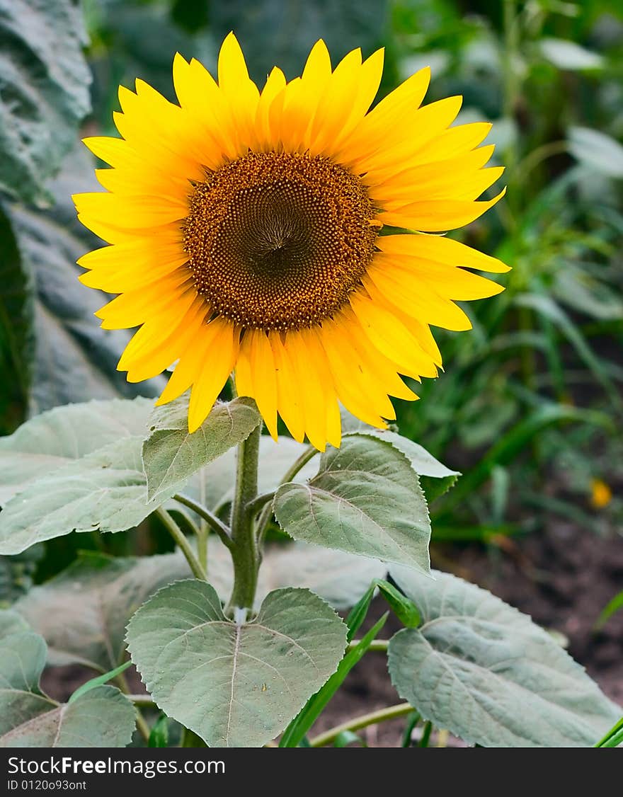 Summer Sunflower for your design