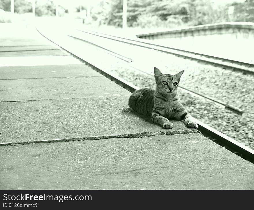 Cat Alongside Of The Railway