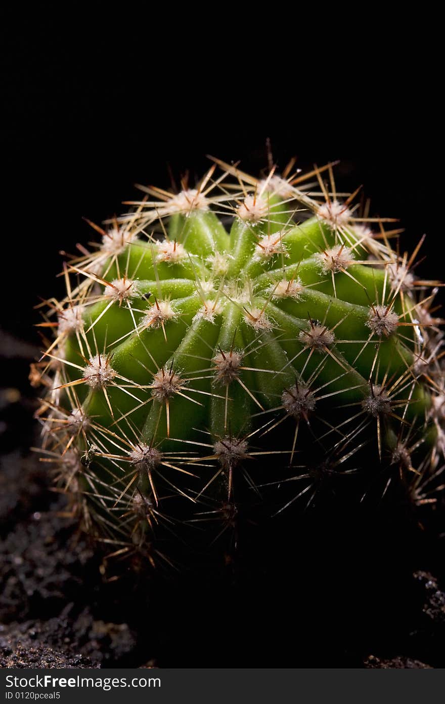 A small cactus on black background