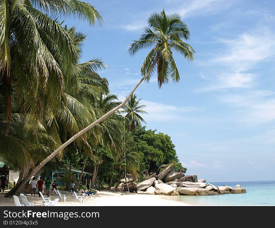 Coconut Swing