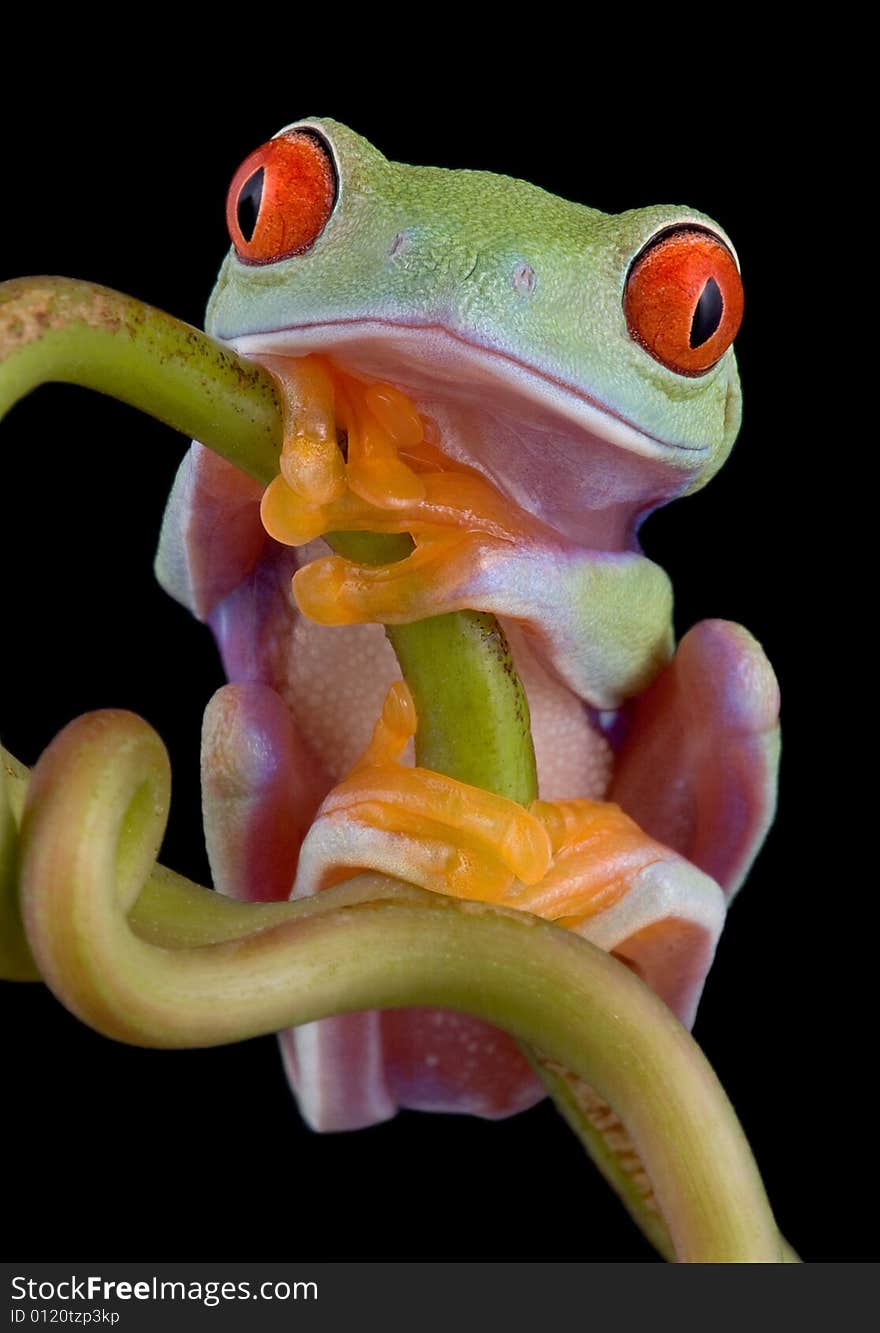 Red-eyed tree frog resting on vine