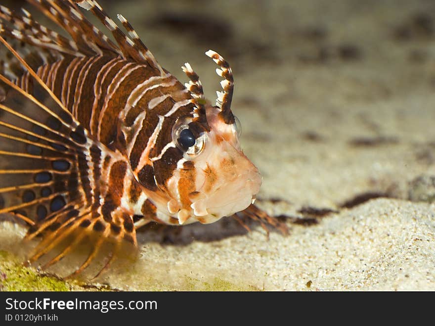 Lionfish close up. It is photographed in a sea aquarium.