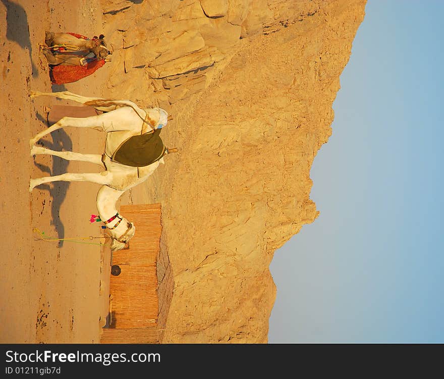 Resting camels on the Eastern Desert in Egypt - bedouins camp