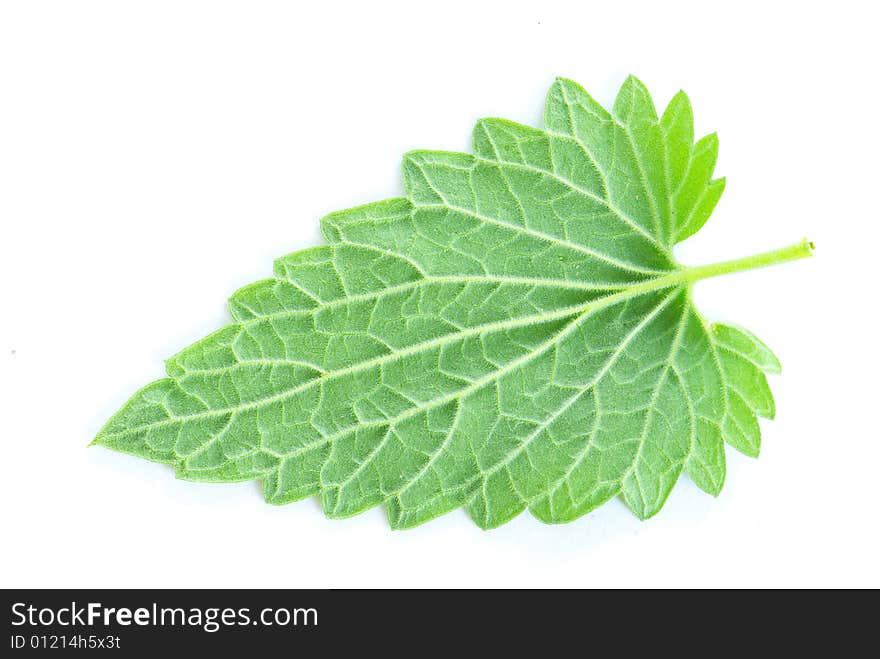 Green leaf isolated on a white