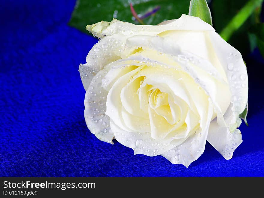 White rose is isolated on a  blue background