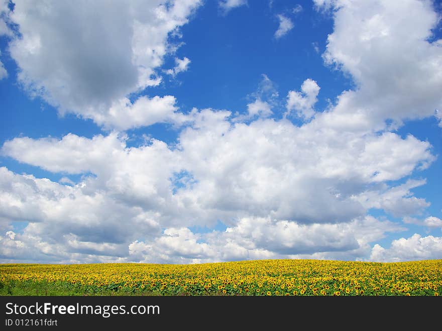 Sunflower field over cloudy blue sky