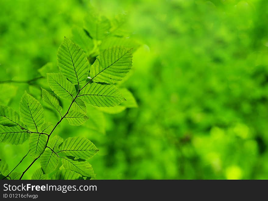 Green leaves background in sunny day