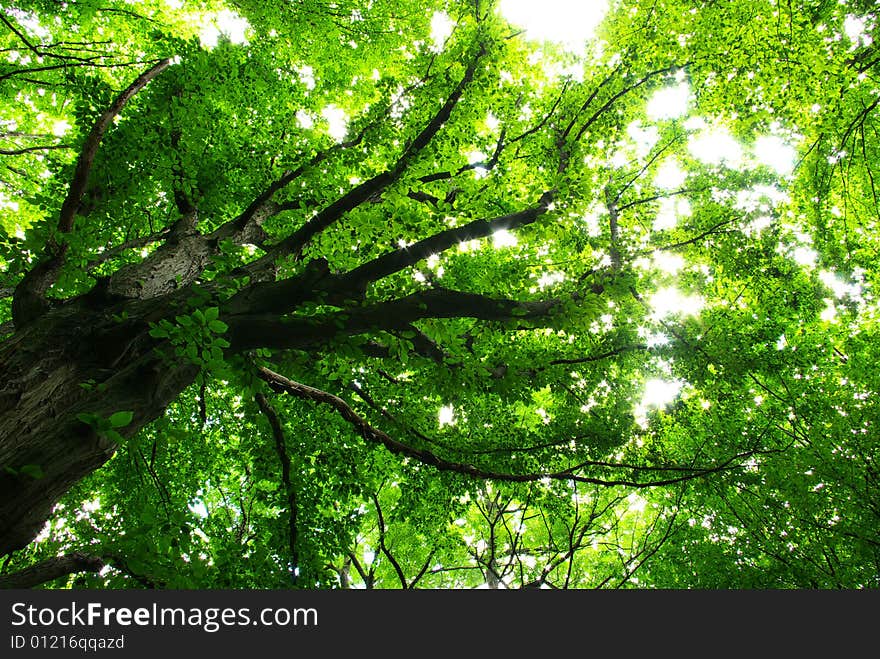 Green leaves background in sunny day. Green leaves background in sunny day