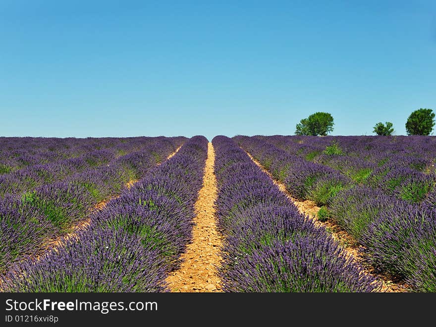 Lavender Field With Trees