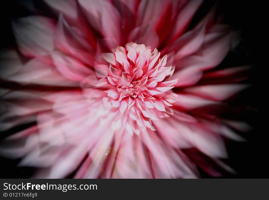 Star-like zoomed while exposure dahlia flower photo. Star-like zoomed while exposure dahlia flower photo