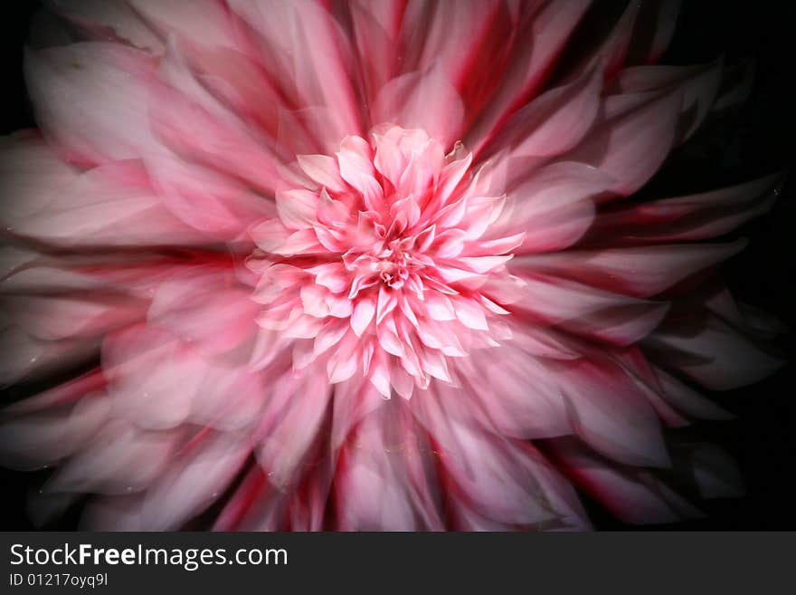 Star-like zoomed while exposure dahlia flower photo. Star-like zoomed while exposure dahlia flower photo