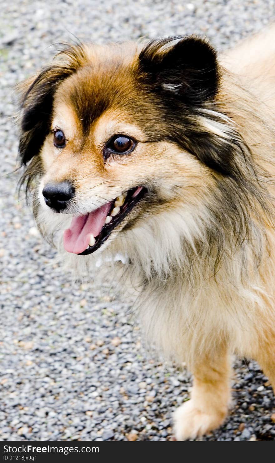 A beautiful happy dog with a broad smile