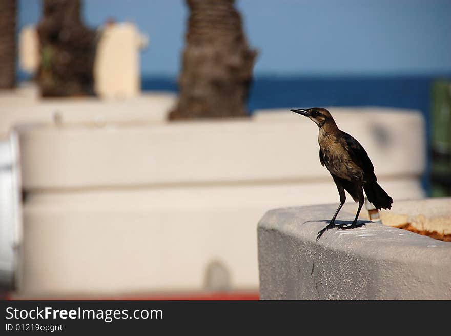 Bird At The Pier