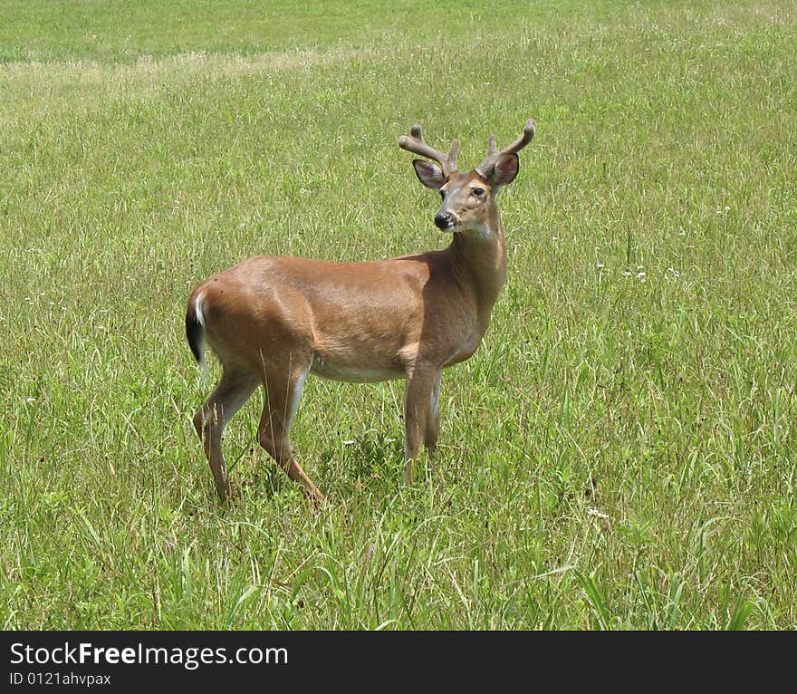 Whitetail Deer In Tennessee