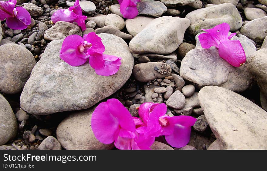 Blossoms on the pebbles at a beach. Blossoms on the pebbles at a beach