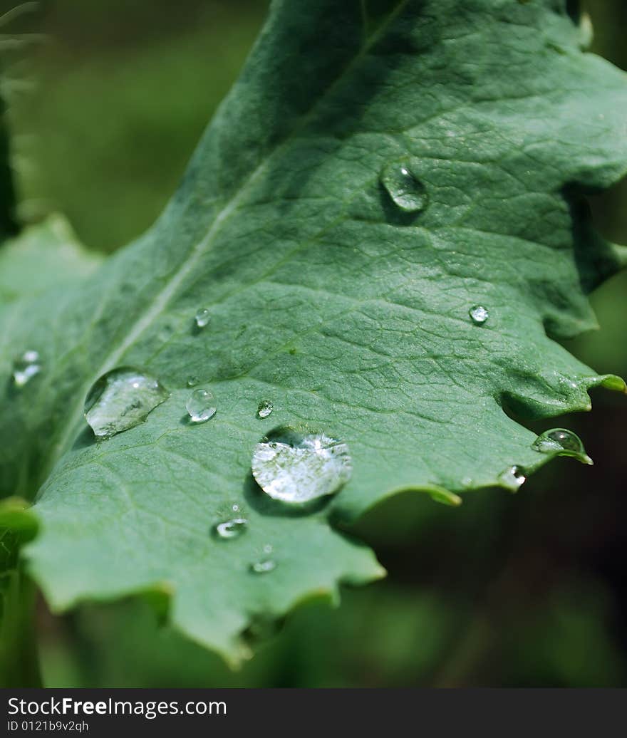 Drops of water on a leaves