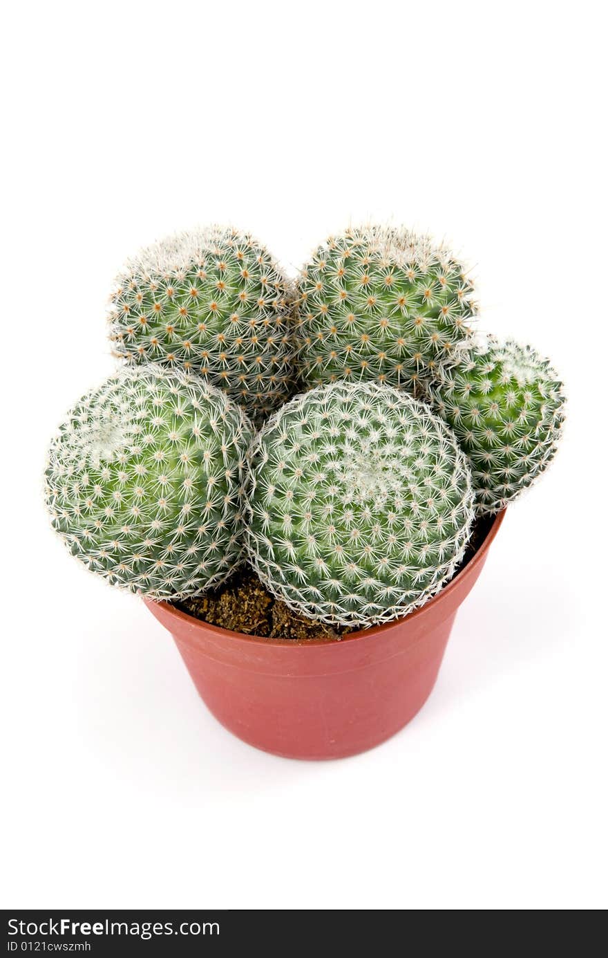 Green cactus