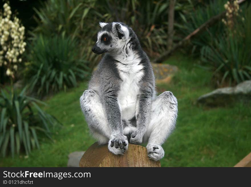 Lemur