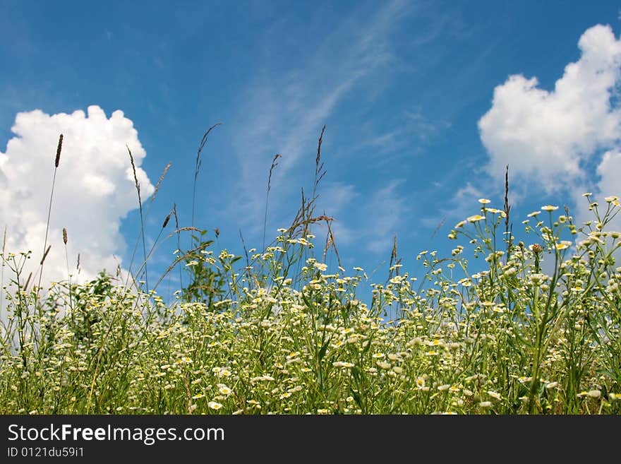 White meadow flowers in summer day. White meadow flowers in summer day.