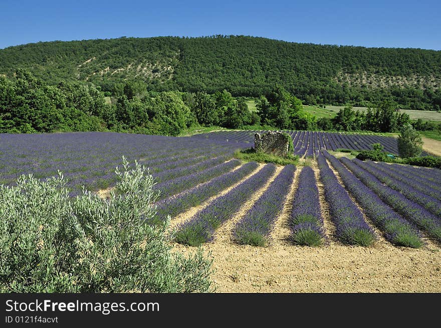 Lavender Field With Ruin