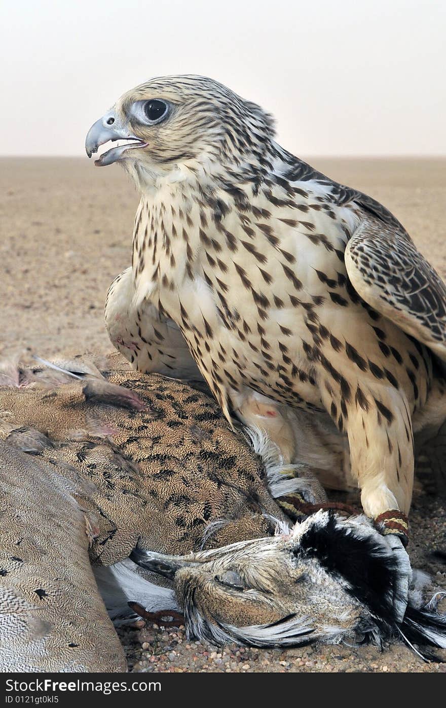 From kuwait desert i shot this falcon hunting this bird it was a great trip. From kuwait desert i shot this falcon hunting this bird it was a great trip