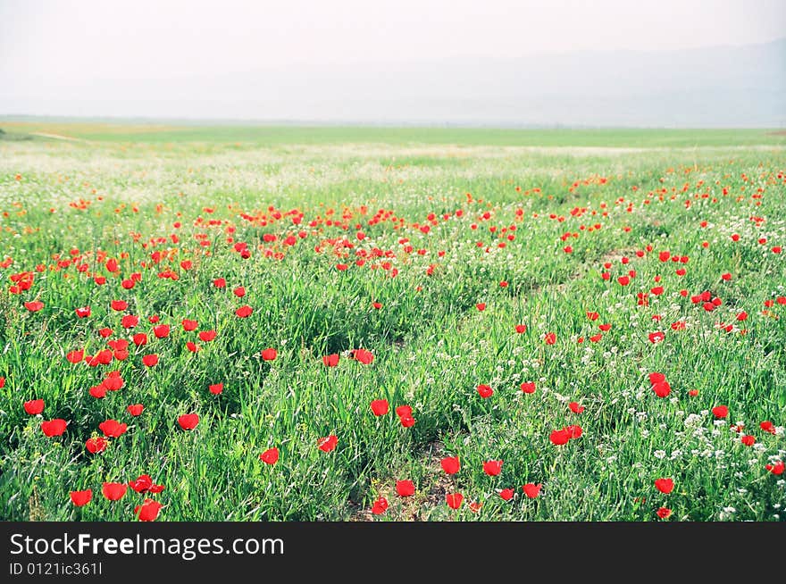 Spring Flowers in Jixax dystrich at Uzbekistan