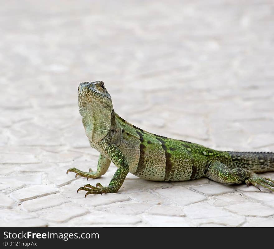 Iguana Looking at Camera