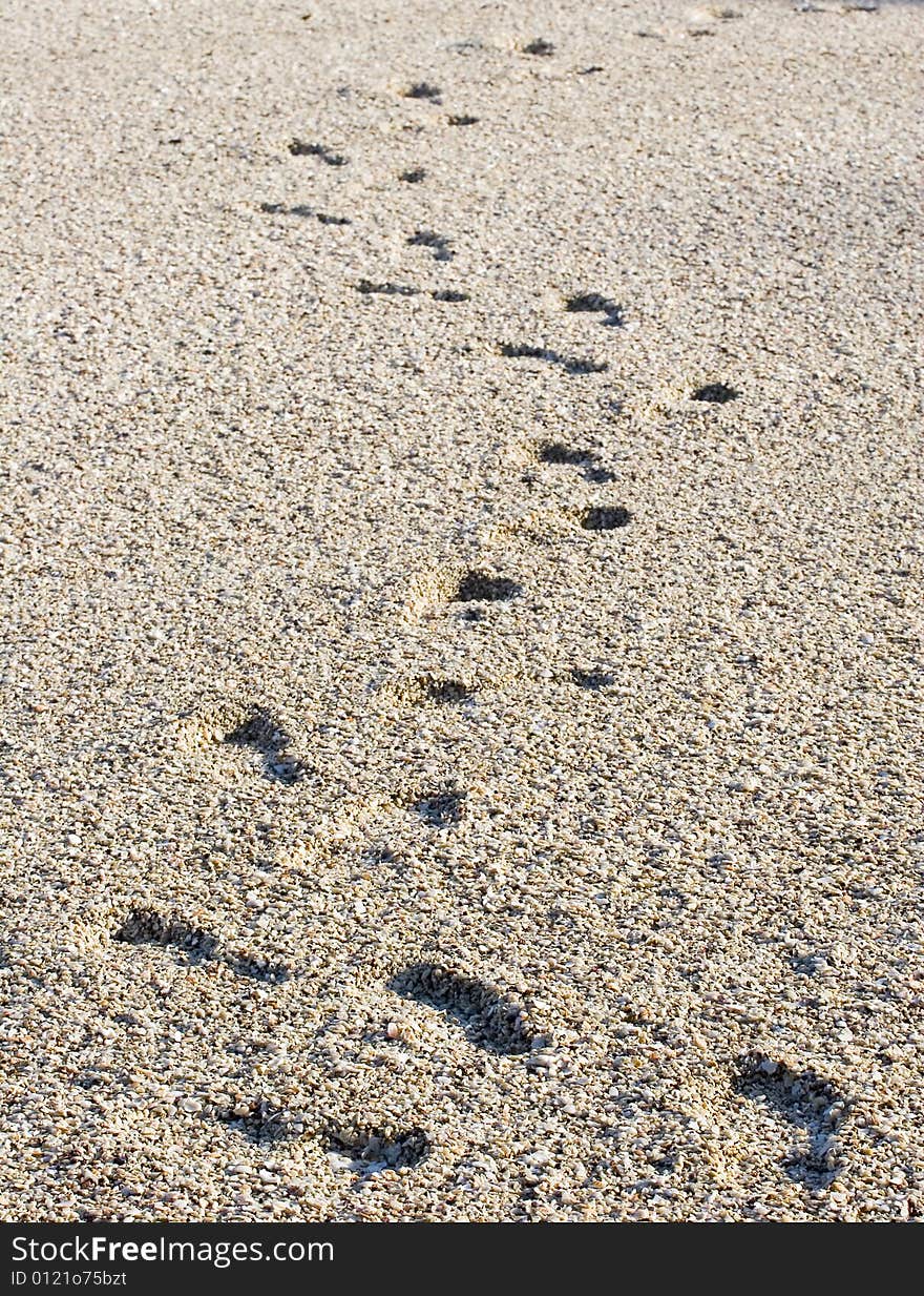 Footprints on a beach of crushed seashells. Footprints on a beach of crushed seashells