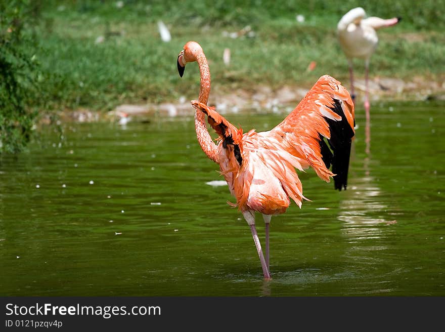 Picture of red flamingo in wild zoo