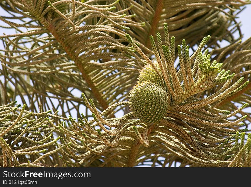 Green pine tree branch with big cones.