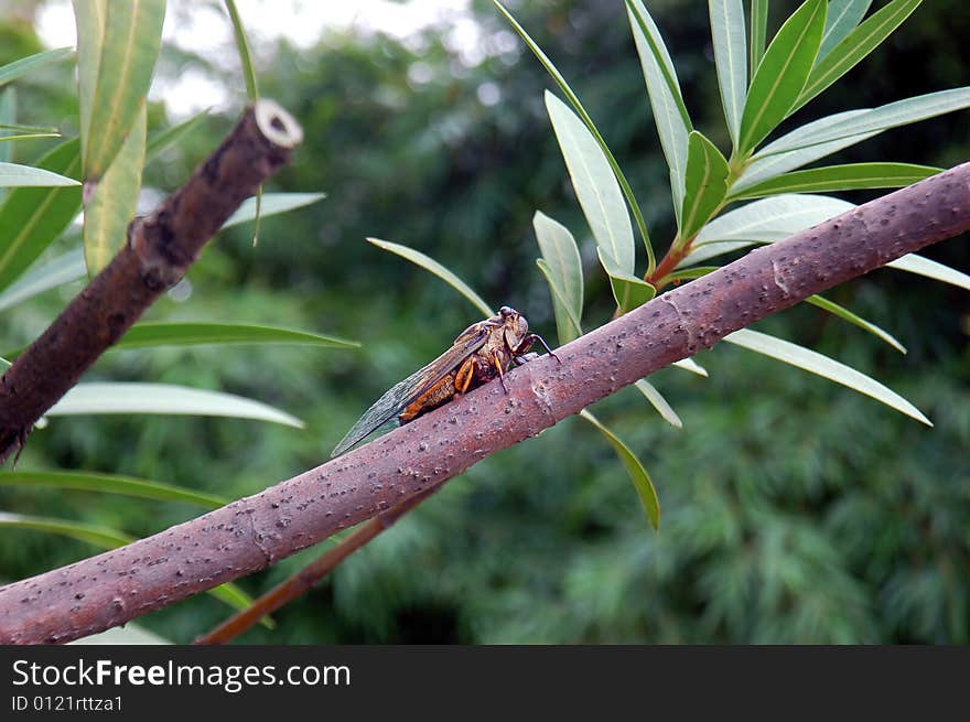 Side view of a cicada singing on bole