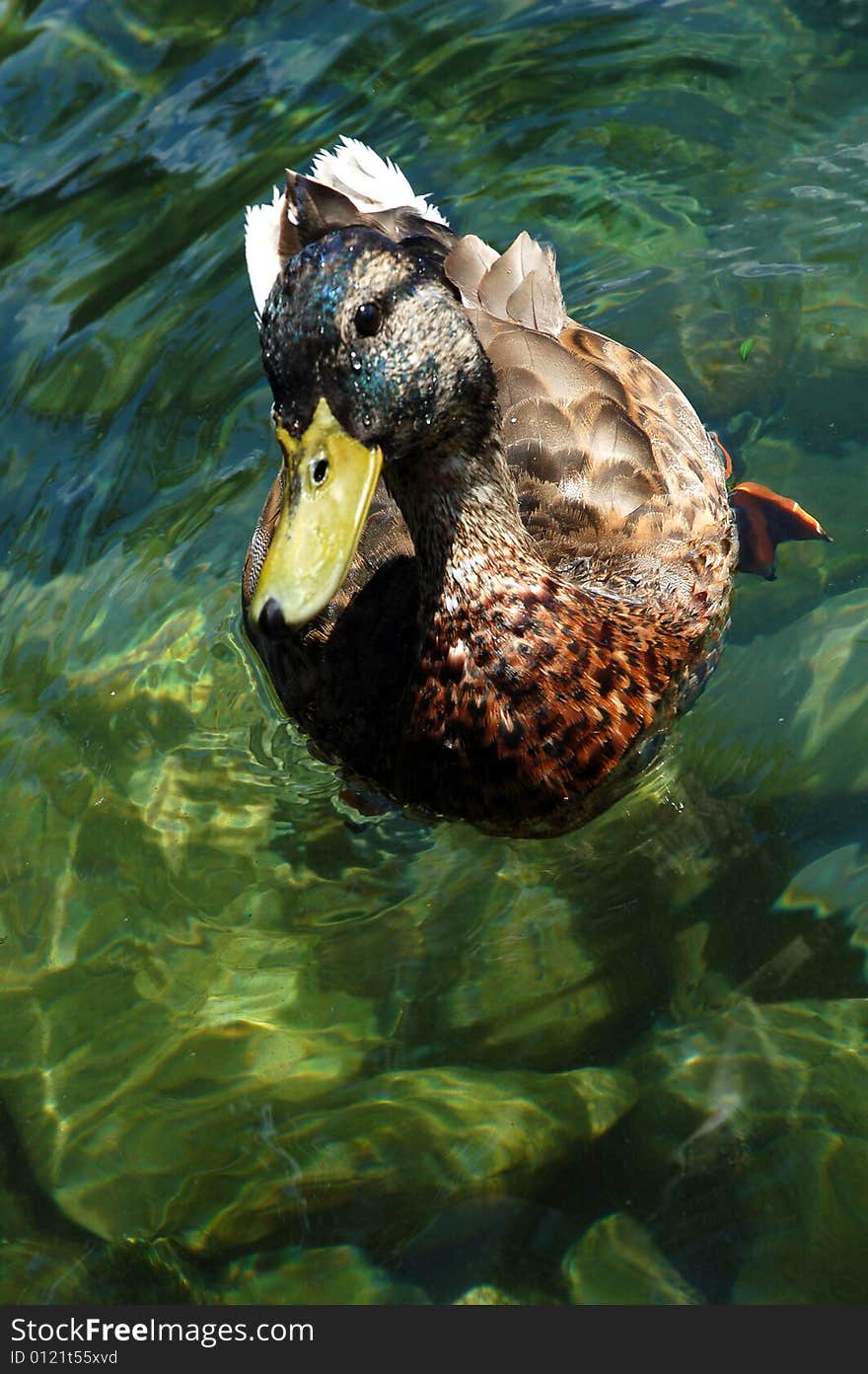 Duck looking at the camera while swimming in clear lake water. Duck looking at the camera while swimming in clear lake water