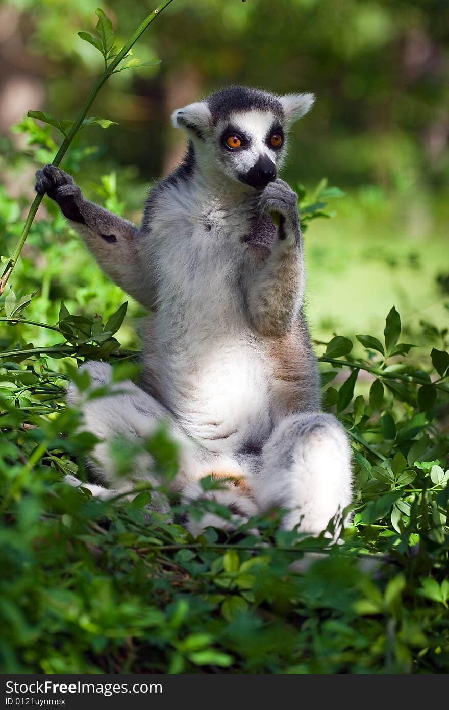 Lemur