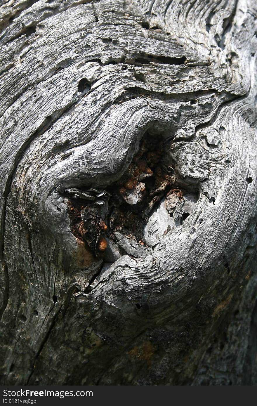 Open Lips On A Tree Trunk