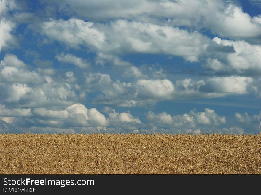 Image of a wheat field on a cloudy afternoon. Image of a wheat field on a cloudy afternoon