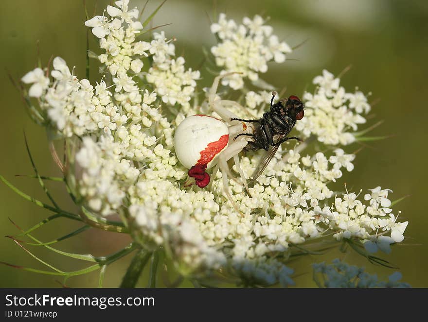 Goldenrod Spider With Dinner