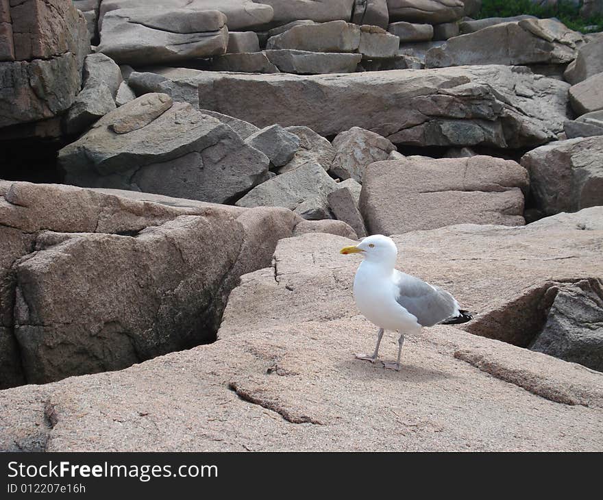 Seagull