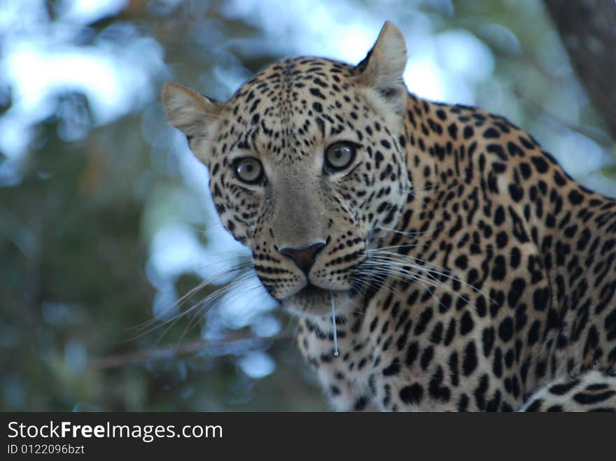 Drooling African leopard at sunrise