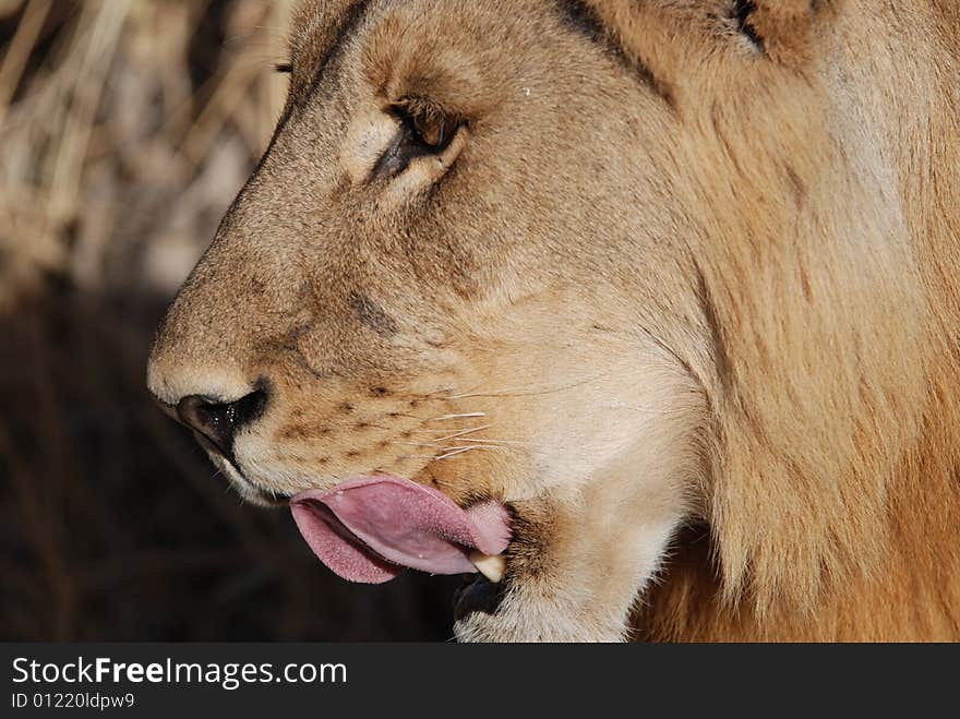 Male lion stalking prey in Botswana. Male lion stalking prey in Botswana