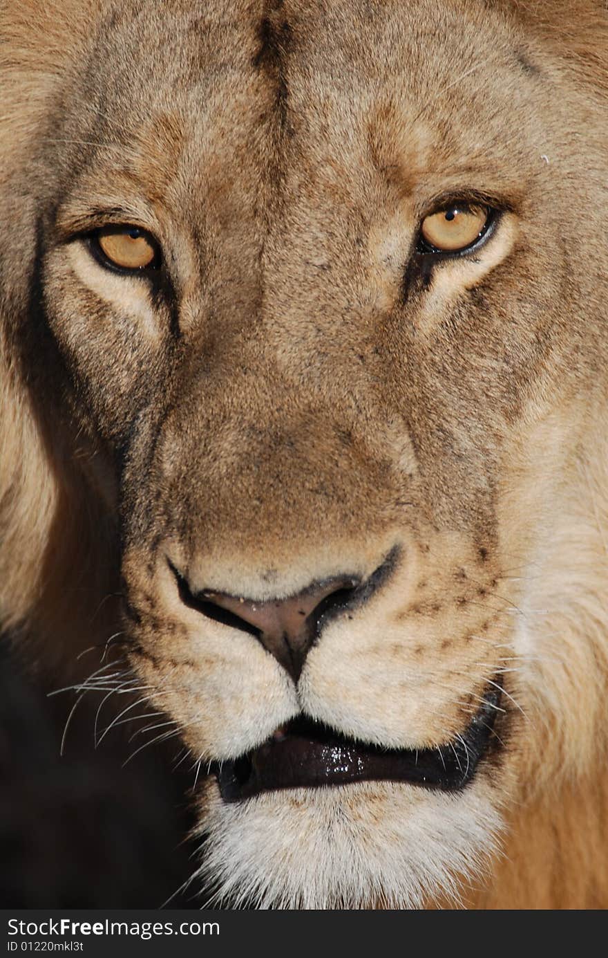 Male lion stares at camera while hunting in Botswana. Male lion stares at camera while hunting in Botswana