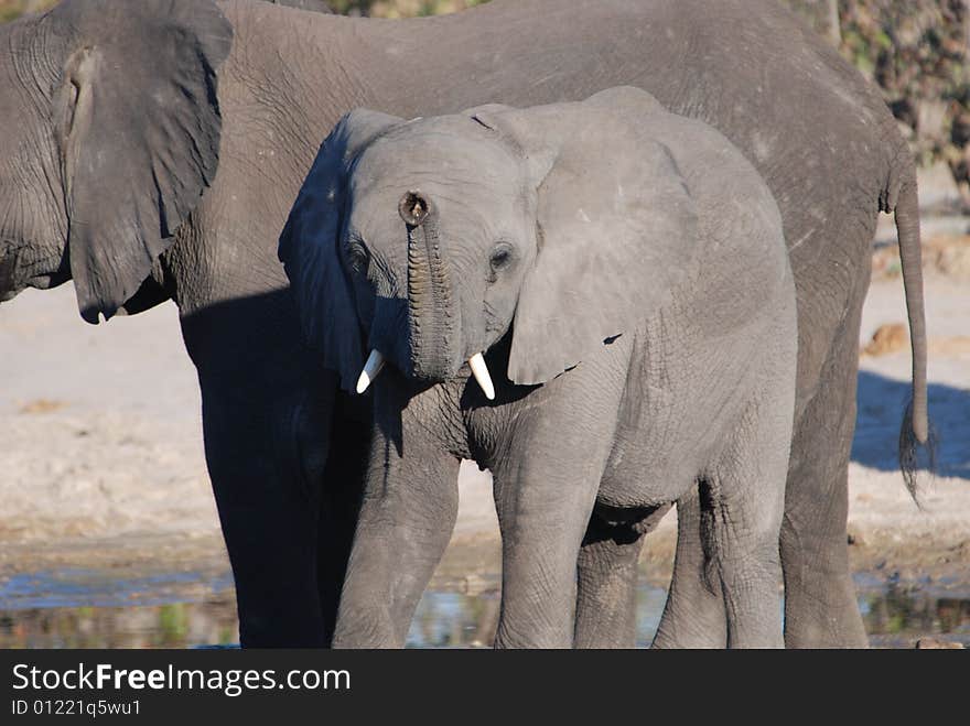 A baby elephant trumpets a warning with its mother watching in the Okavango Delta, Duma Tau, Botswana, Africa. A baby elephant trumpets a warning with its mother watching in the Okavango Delta, Duma Tau, Botswana, Africa