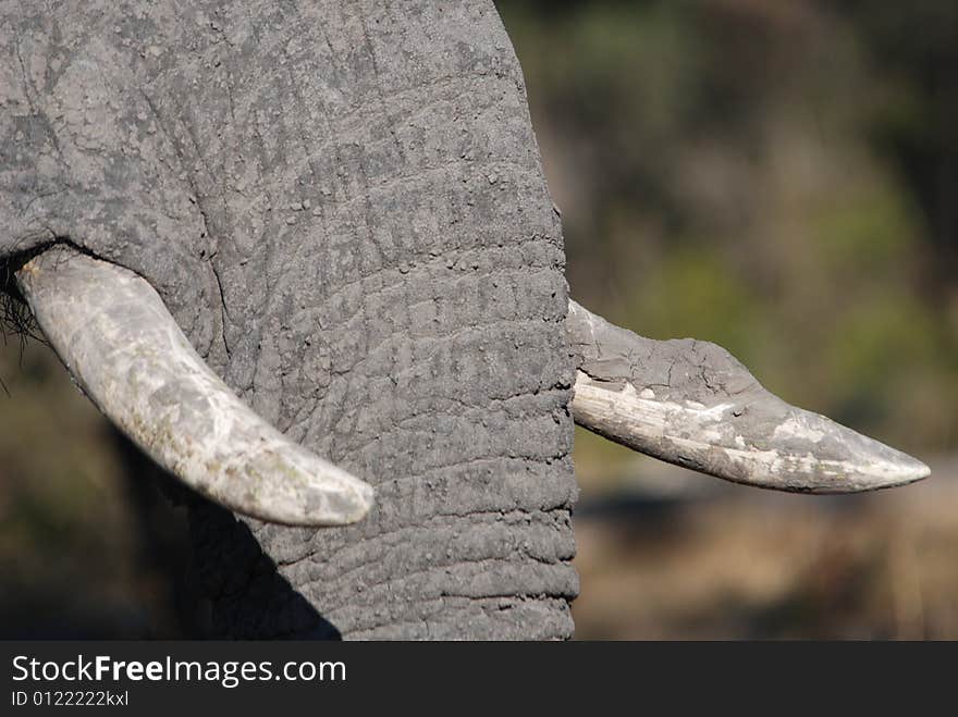 Juvenile male elephant tusks and trunk photographed in Vumbura Plains, Okavango Delta, Botswana, Africa. Juvenile male elephant tusks and trunk photographed in Vumbura Plains, Okavango Delta, Botswana, Africa