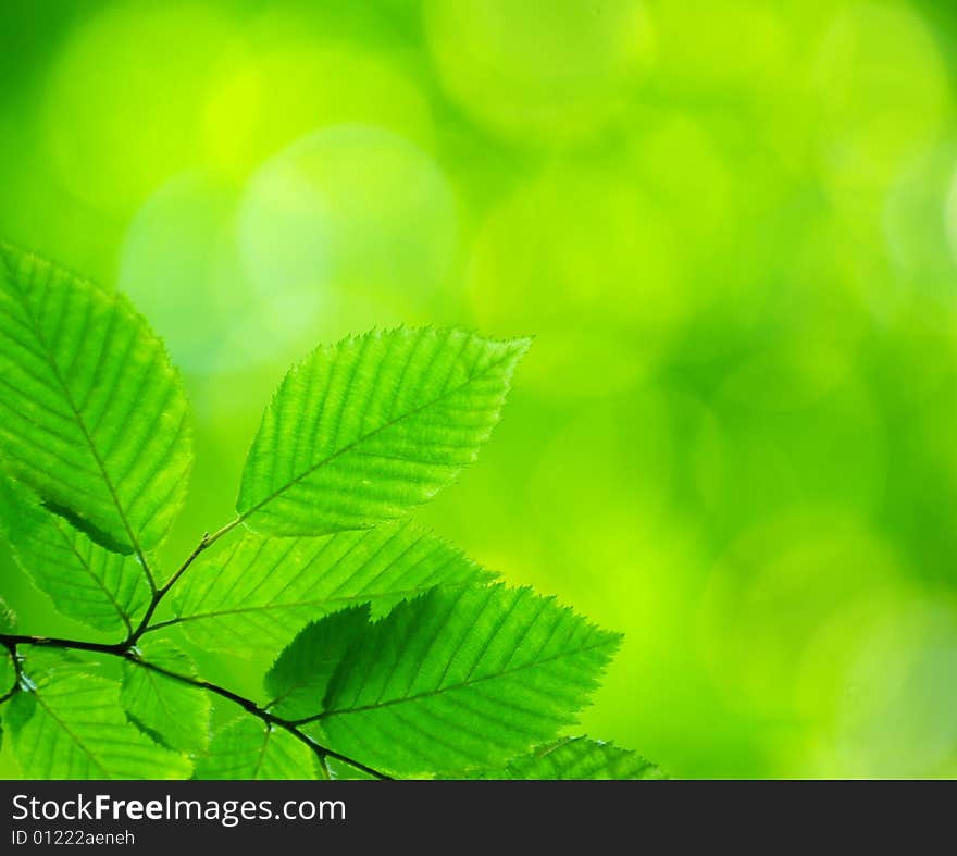 Green leaves background in sunny day