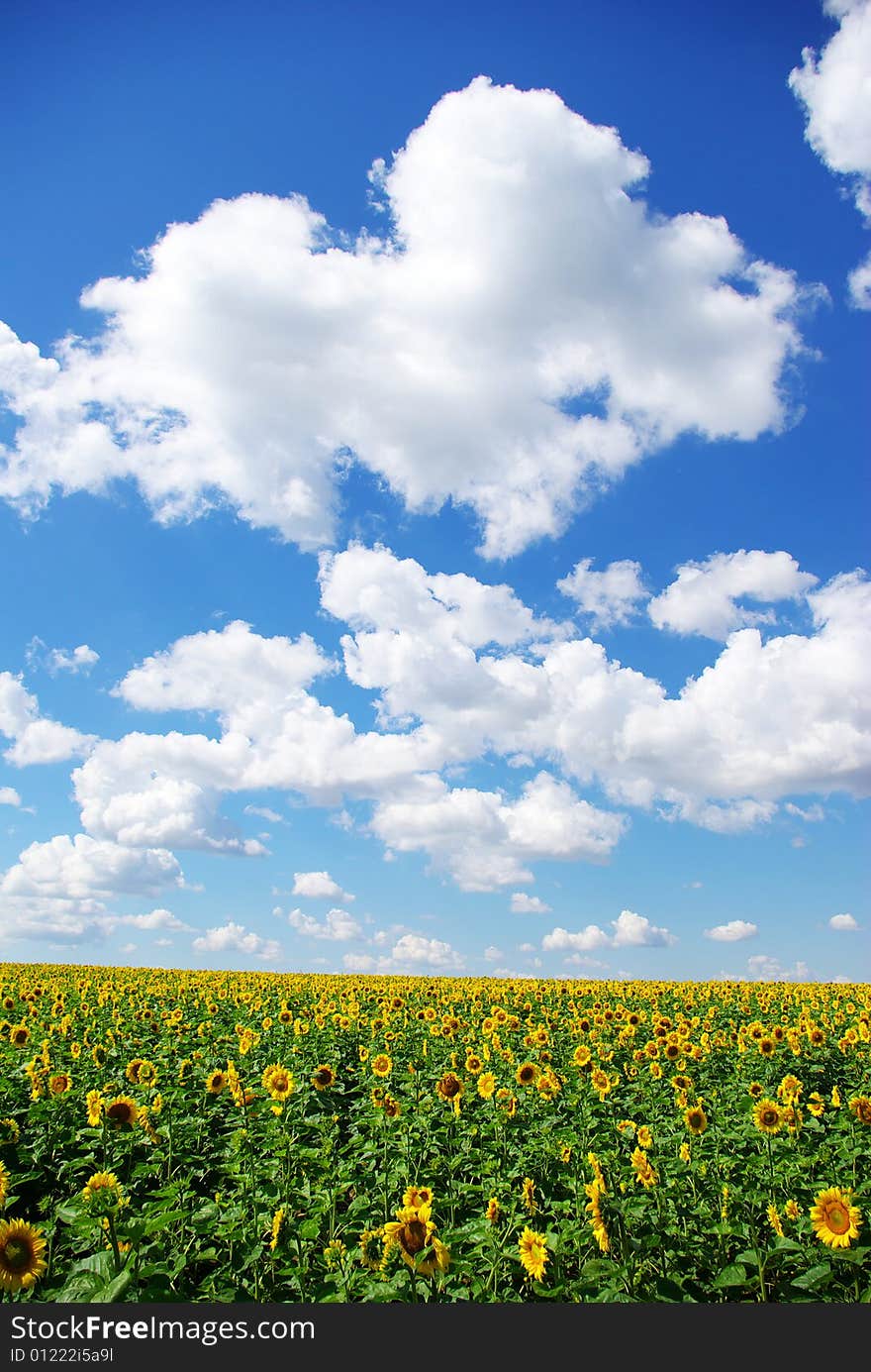 Sunflower field over cloudy blue sky